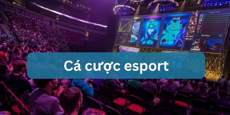 cá độ esport