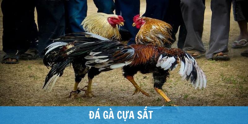 đá gà cựa sắt là gì