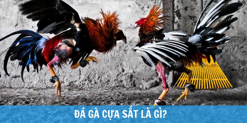 Đá gà cựa sắt là gì? Đặc điểm và quy định chơi chi tiết nhất