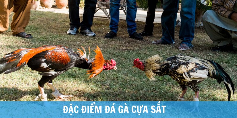 tìm hiểu đá gà cựa sắt là gì