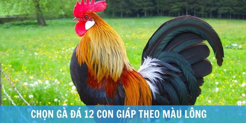 xem màu mạng đá gà 12 con giáp