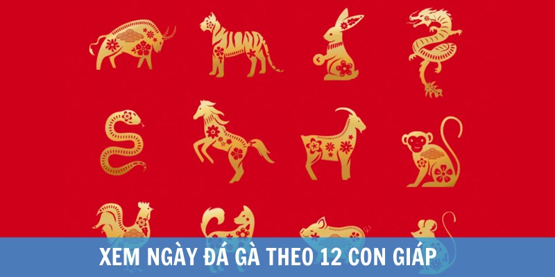 Hướng dẫn xem ngày đá gà theo 12 con giáp hiệu quả năm 2025